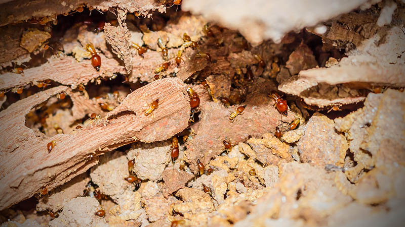 Termites found while performing home inspection services 